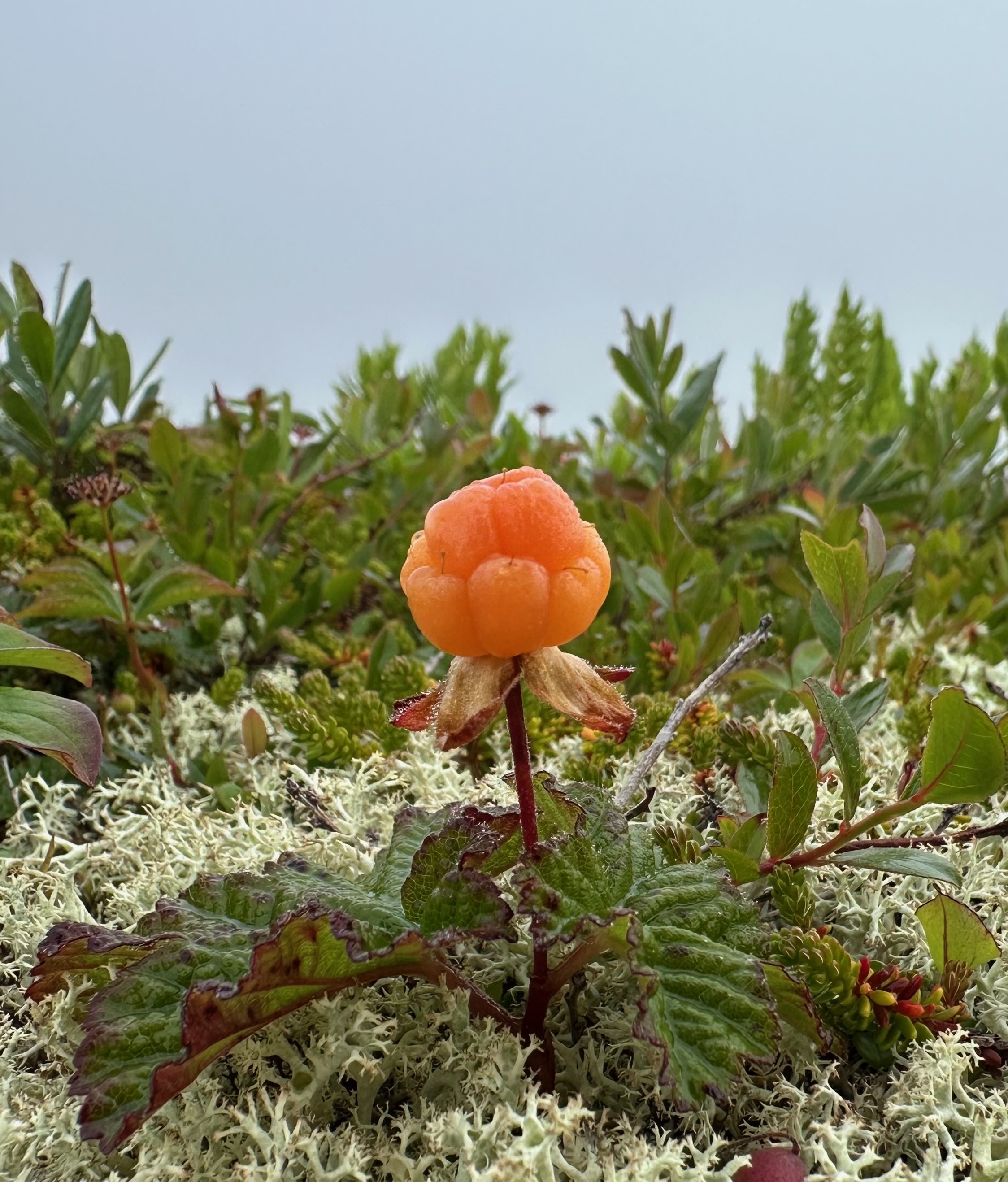 A photo of a bakeapple growing in a bog.